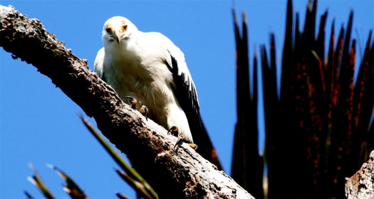 Palm nut vulture and corporate leaders…..learn the new HR message